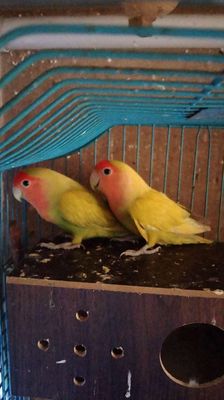 Cặp Lovebird sinh sản Vàng đầu đỏ