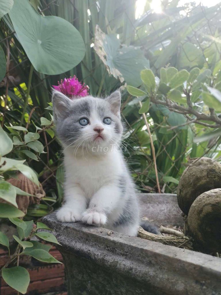 HCM Vũng Tàu bán ALN bi xám dễ thương cá rẻ. Mua bán Mèo tại Quận 5 Tp Hồ Chí Minh được đăng bởi Miss An hình 1