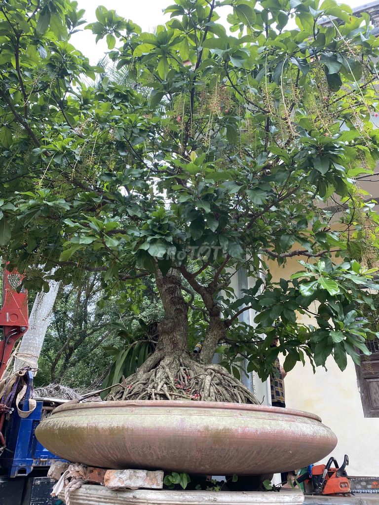 Cây cảnh Lộc vừng. Mua bán Cây cảnh, đồ trang trí tại Huyện Vũ Thư Thái Bình được đăng bởi Quý hình 1