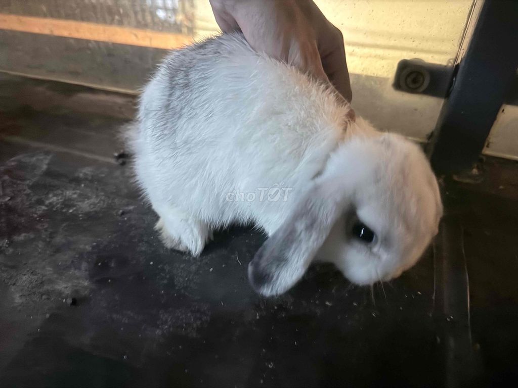 Thỏ tai cụp Trắng xám. Mua bán Thú cưng khác tại Quận 3 Tp Hồ Chí Minh được đăng bởi 009 Bảo hình 1