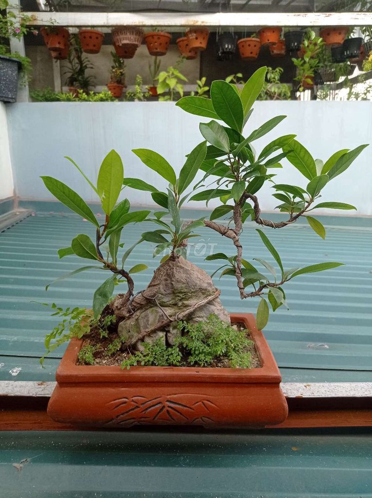 Cây bonsai