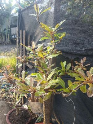 Cần bán cây lộc vừng. Mua bán Cây cảnh, đồ trang trí tại Thành phố Biên Hòa Đồng Nai được đăng bởi Hưng