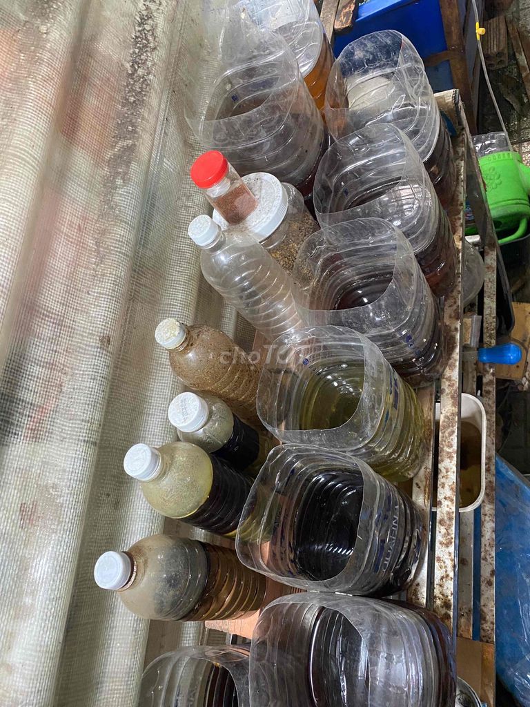 Cá Betta cảnh. Mua bán Thú cưng khác tại Thành phố Thủ Đức Tp Hồ Chí Minh được đăng bởi kieetlee hình 1