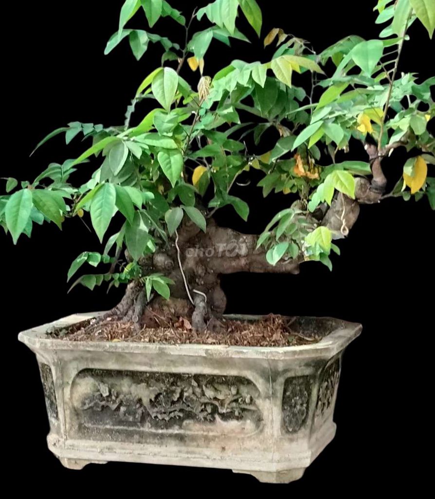 Bonsai ban công