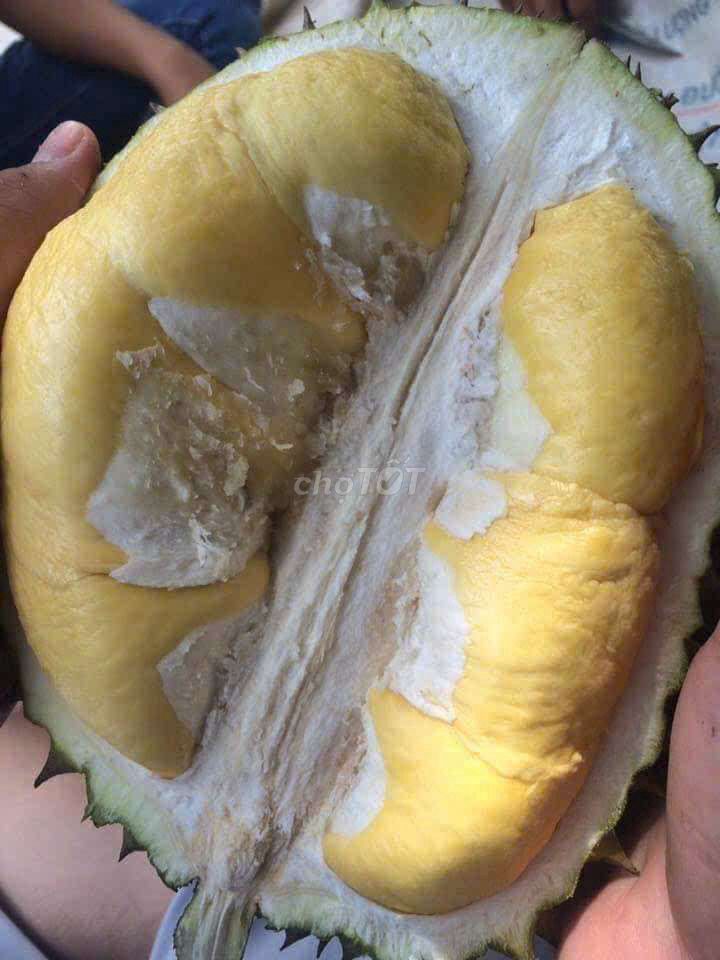Sầu riêng Ri6 Đăk Lăk 1 tạ. Mua bán Đồ ăn, thực phẩm và các loại khác tại Quận Gò Vấp Tp Hồ Chí Minh được đăng bởi Trái cây sạch Đăk Lăk hình 1