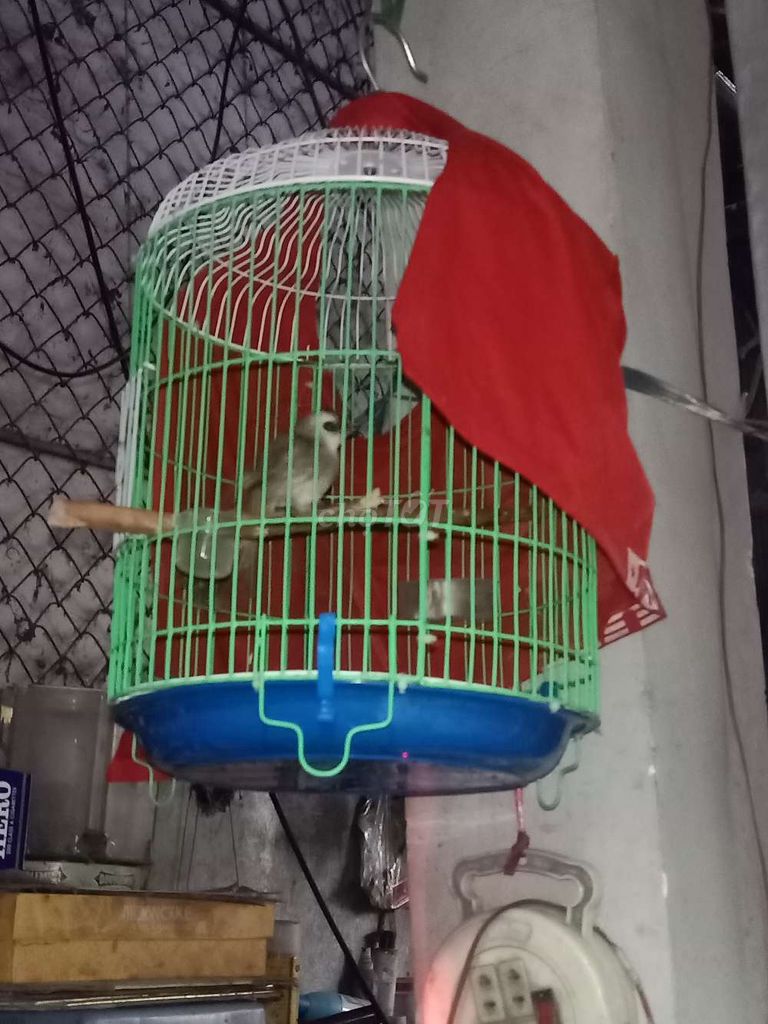 Chim trao trảo 4 tháng. Mua bán Chim tại Huyện Tịnh Biên An Giang được đăng bởi Bao Tran hình 1