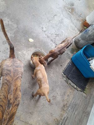 BÁN CHÓ CON PHÚ QUỐC hơn 5 tháng