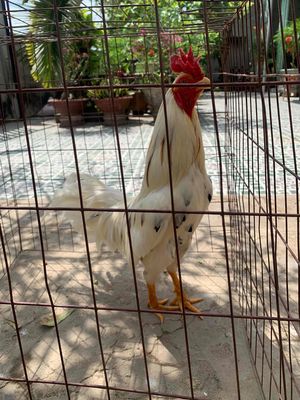 gà bướm 3k2. Mua bán Gà tại Huyện Nhà Bè Tp Hồ Chí Minh được đăng bởi Binh Thanh