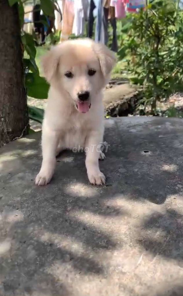 Mình bán lại chó lai golden. Mua bán Chó tại Quận Bình Tân Tp Hồ Chí Minh được đăng bởi Min hình 1