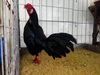 Ô chân trắng 1k4 tay tốt. Mua bán Gà tại Huyện Bình Chánh Tp Hồ Chí Minh được đăng bởi Benz Gà Lai