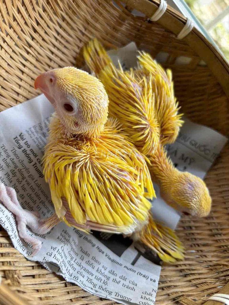 Vẹt non màu vàng. Mua bán Chim tại Quận Bình Tân Tp Hồ Chí Minh được đăng bởi Soa Duong hình 1