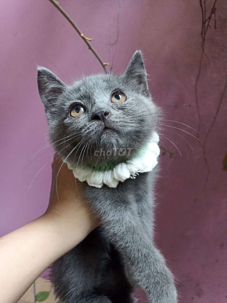 Mèo con. Mua bán Mèo tại Quận Đống Đa Hà Nội được đăng bởi Thao Pet hình 1