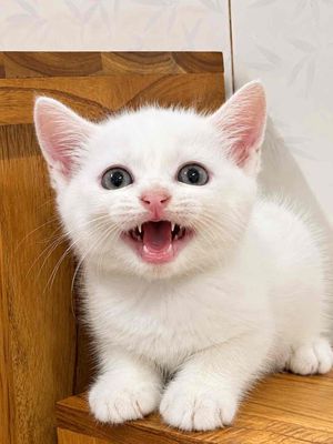 Mèo aln đực hơn 2 tháng
