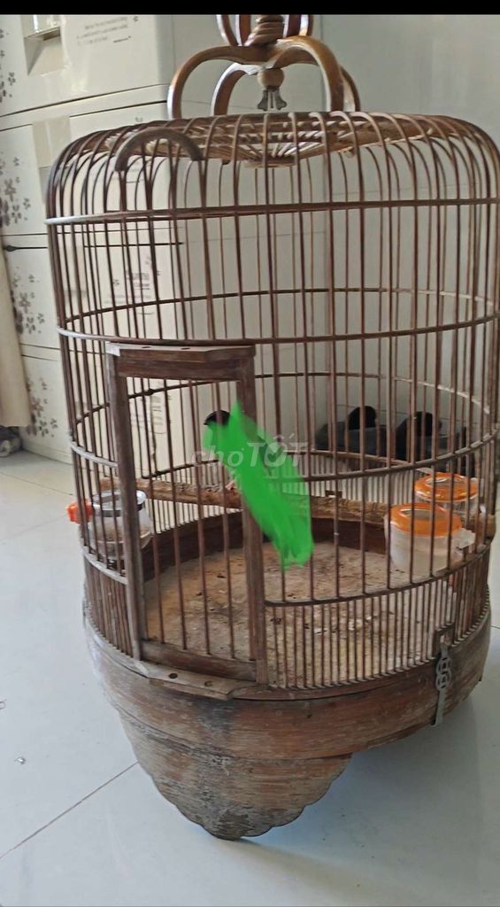 Cả bộ chim Sẻ mini. Mua bán Chim tại Quận 12 Tp Hồ Chí Minh được đăng bởi minh nhi hình 1