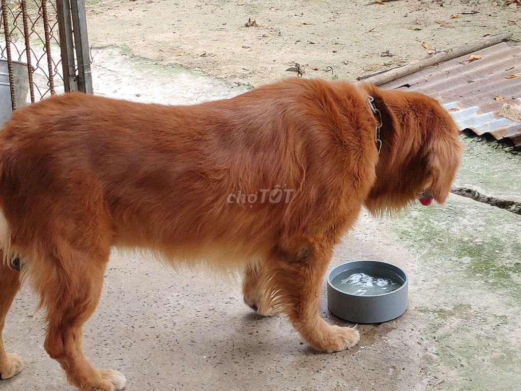 Chó Golden Retriever đực. Mua bán Chó tại Thành phố Vũng Tàu Bà Rịa - Vũng Tàu được đăng bởi Nhân Rottweiler  hình 6
