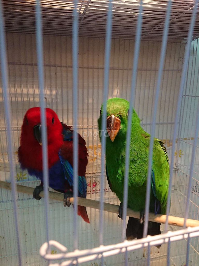 CẶP ECLECTUS ĐANG TẬP ĂN