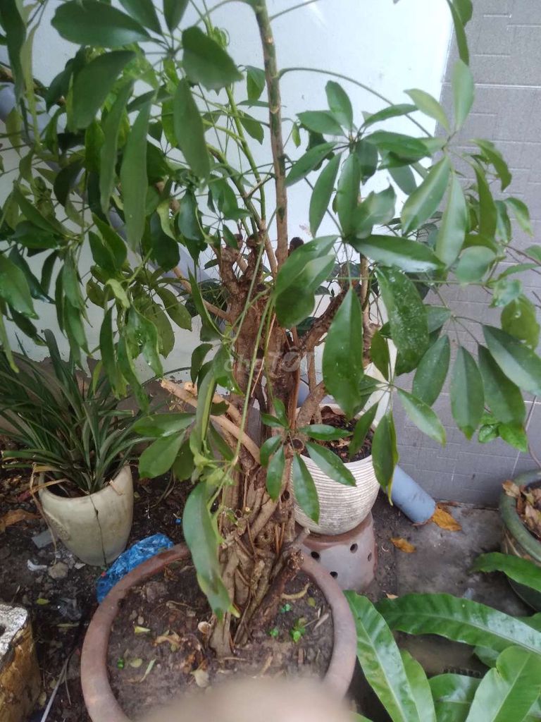 Cây chum lụm phát triển tốt. Mua bán Cây cảnh, đồ trang trí tại Thành phố Thủ Đức Tp Hồ Chí Minh được đăng bởi Bảng vu hình 1