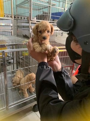 Chó Poodle  ❤️💚teacup  đực cái 1.5 tháng