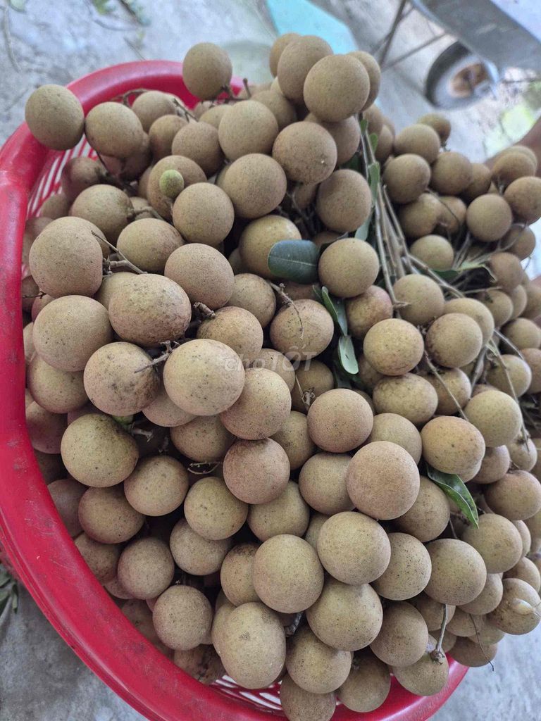 Nhãn Nhị Quý Cai Lậy Nâu nhạt. Mua bán Đồ ăn, thực phẩm và các loại khác tại Thành phố Mỹ Tho Tiền Giang được đăng bởi Nguyễn Huy hình 1