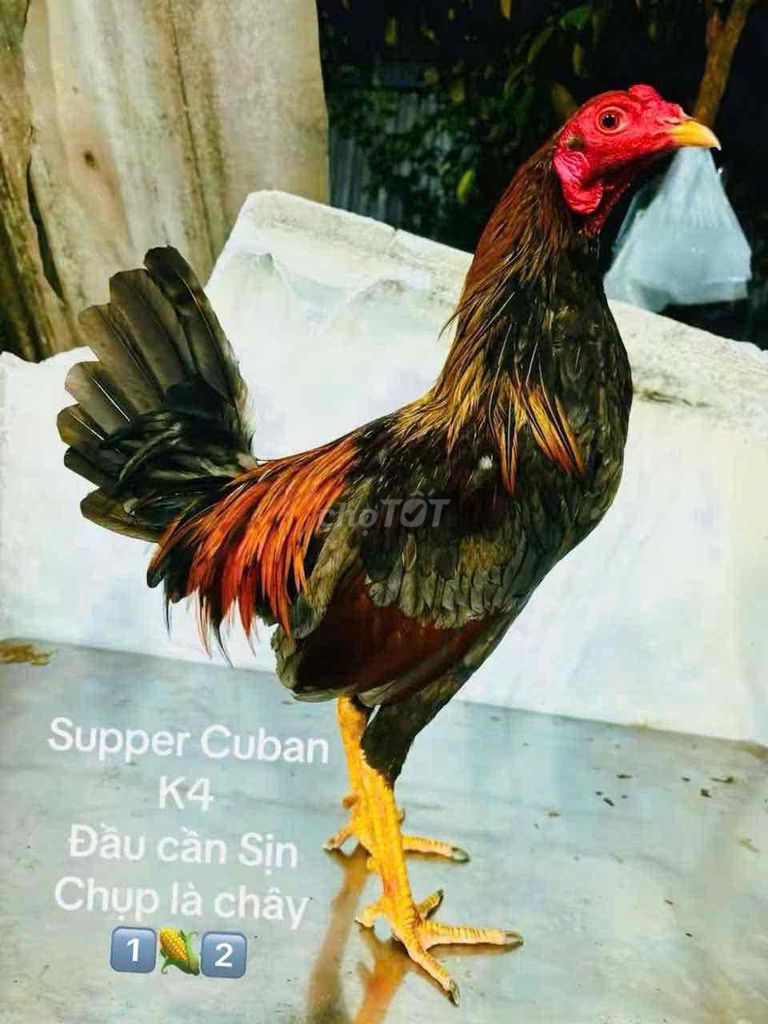 Cuban k410 (Bung giỏ Sút). Mua bán Gà tại Quận Gò Vấp Tp Hồ Chí Minh được đăng bởi Gà Lấu Gò Vấp hình 1