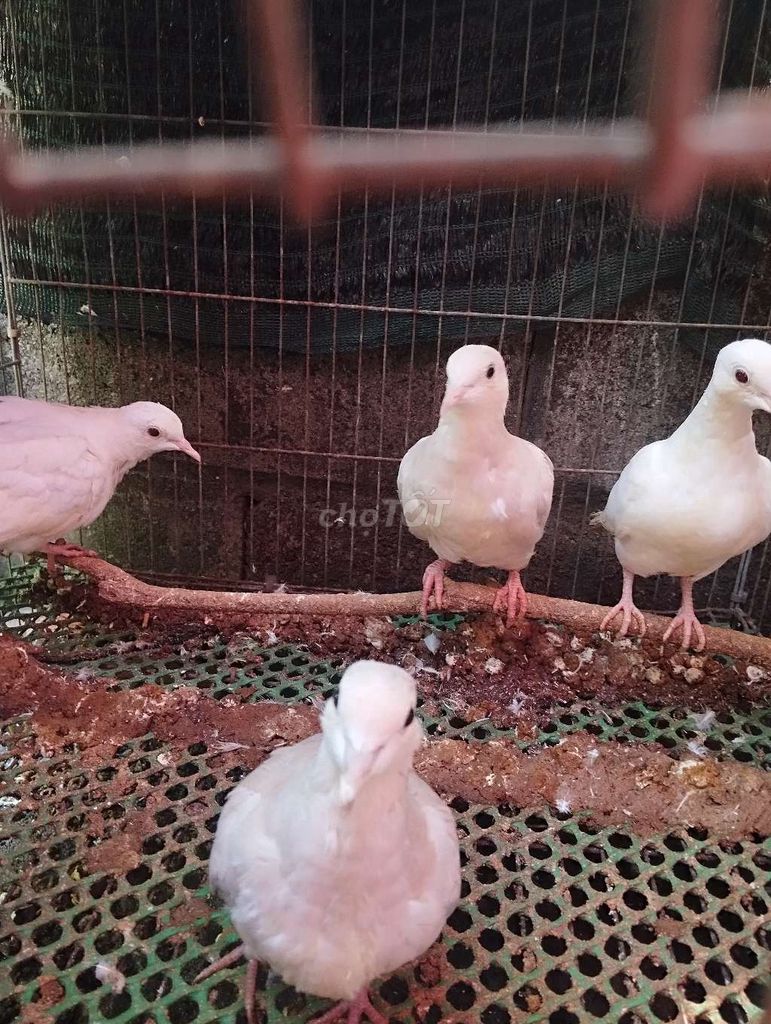2 cặp cu pháp 300k. sài gòn bao síp.. Mua bán Chim tại Huyện Củ Chi Tp Hồ Chí Minh được đăng bởi anh anh cu gáy hình 1