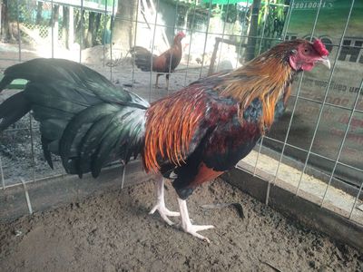 Siu mỹ. Mua bán Gà tại Huyện Tri Tôn An Giang được đăng bởi thành Luân 