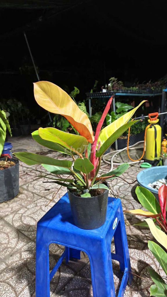 Cây cảnh Đế vương cam. Mua bán Cây cảnh, đồ trang trí tại Quận Cái Răng Cần Thơ được đăng bởi gia dụng rẻ  hình 1