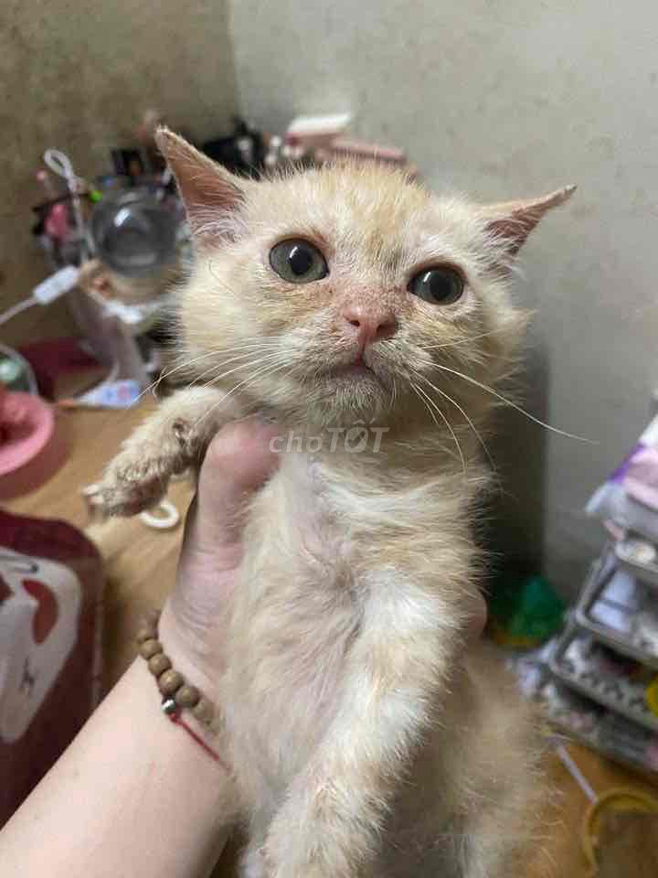 Bán bé mèo Anh. Mua bán Mèo tại Quận Hoàng Mai Hà Nội được đăng bởi Nguyễn Kim Anh hình 2