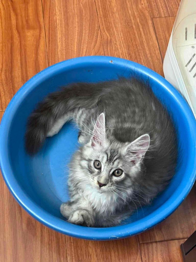 Mèo Maine Coon cái silver tabby. Mua bán Mèo tại Quận 3 Tp Hồ Chí Minh được đăng bởi nguyễn thị mỹ Duyên hình 1