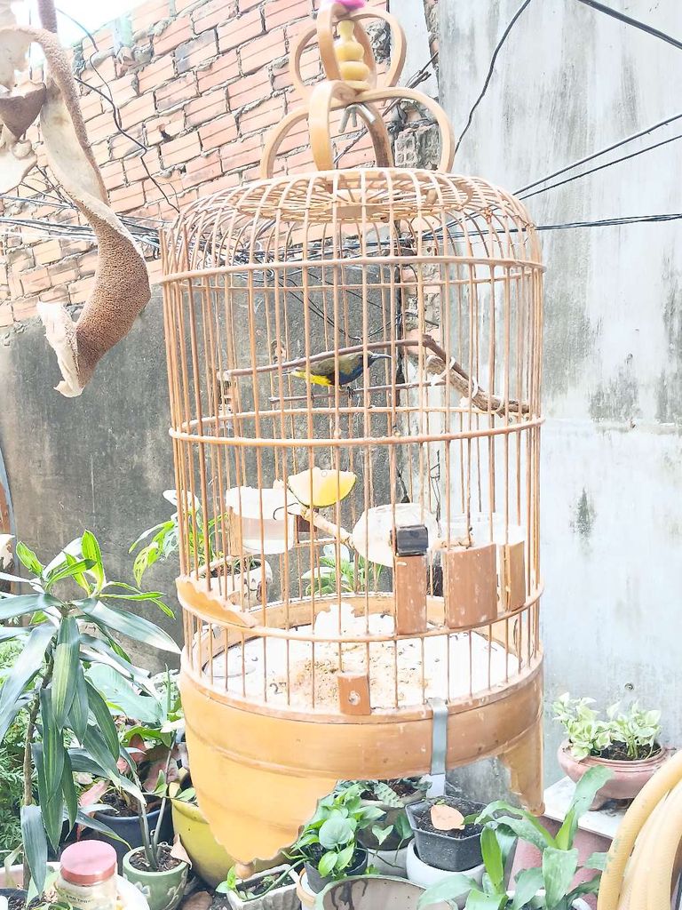 Bán hoặc giao lưu chim 5 mầu lấy lồng chimchào mào. Mua bán Chim tại Quận Gò Vấp Tp Hồ Chí Minh được đăng bởi Cuong hình 2