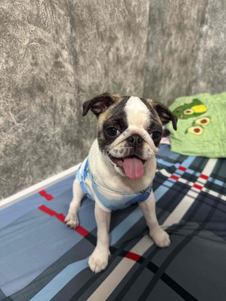 Chó Pug cái. Mua bán Chó tại Huyện Cần Giuộc Long An được đăng bởi Thuỳ Trâm hình 1