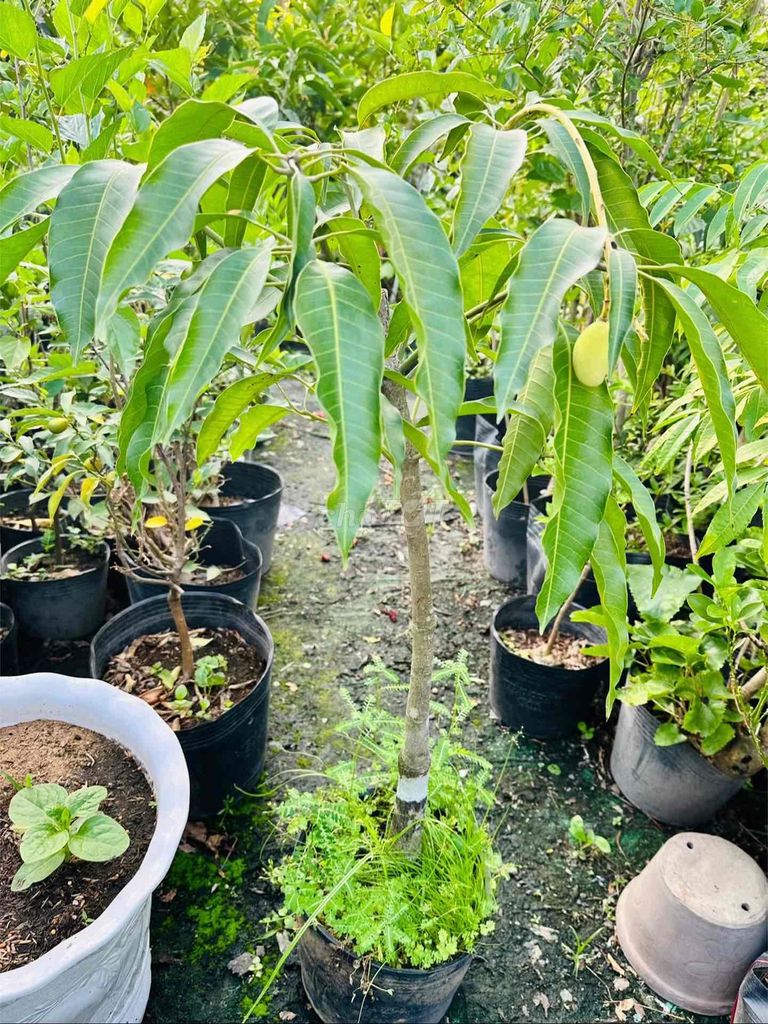 Xoài Tứ Quý Khỏe đẹp. Mua bán Cây cảnh, đồ trang trí tại Quận Gò Vấp Tp Hồ Chí Minh được đăng bởi Vườn Kiểng Nhà Nị Ny hình 1