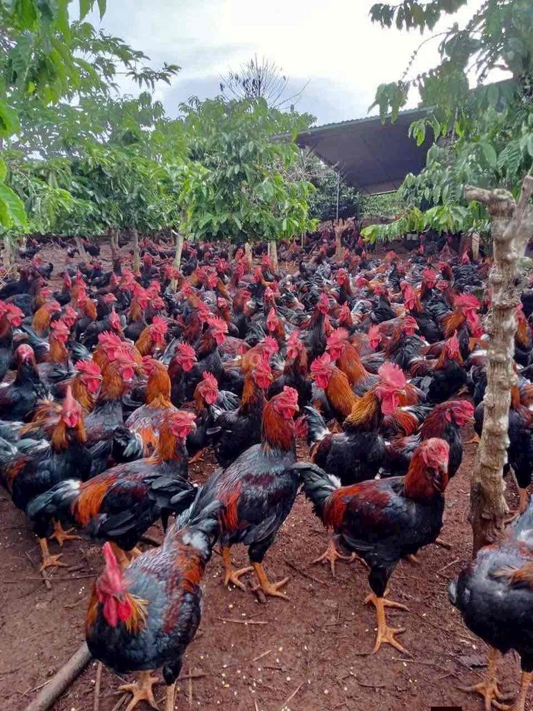 vựa gà Sơn Lâm chuyên cung cấp tất cả các loại gà. Mua bán Gà tại Thành phố Buôn Ma Thuột Đắk Lắk được đăng bởi Oryy hình 1