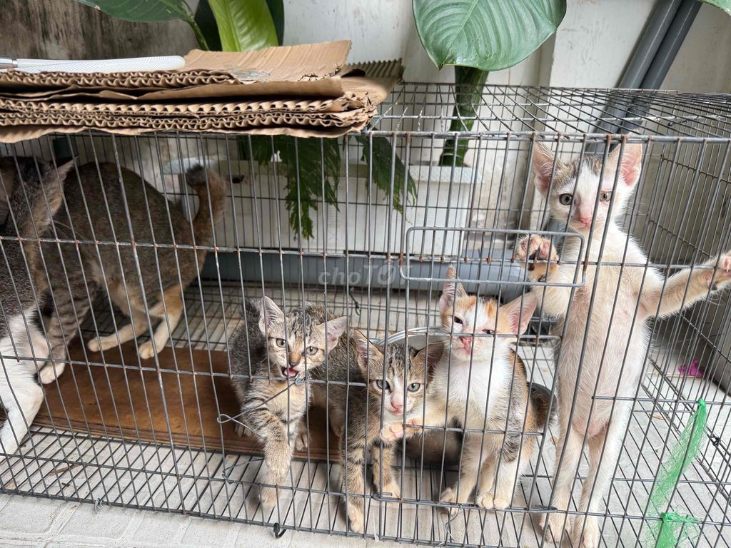 Mèo nhà mèo con. Mua bán Mèo tại Quận Phú Nhuận Tp Hồ Chí Minh được đăng bởi Nguyễn Minh Chi hình 1