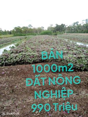 BÁN ĐẤT NÔNG NGHIỆP SỔ ĐỎ 1000 m2 , Huyện Châu Thành , Tiền Giang. Mua bán đất tại Huyện Châu Thành Tiền Giang được đăng bởi Nam Nguyen