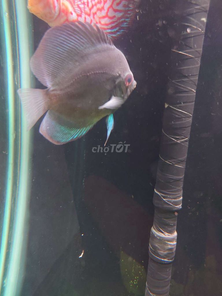 Cá dĩa Xanh 7cm. Mua bán Thú cưng khác tại Huyện Gò Dầu Tây Ninh được đăng bởi Trần Phúc hình 1