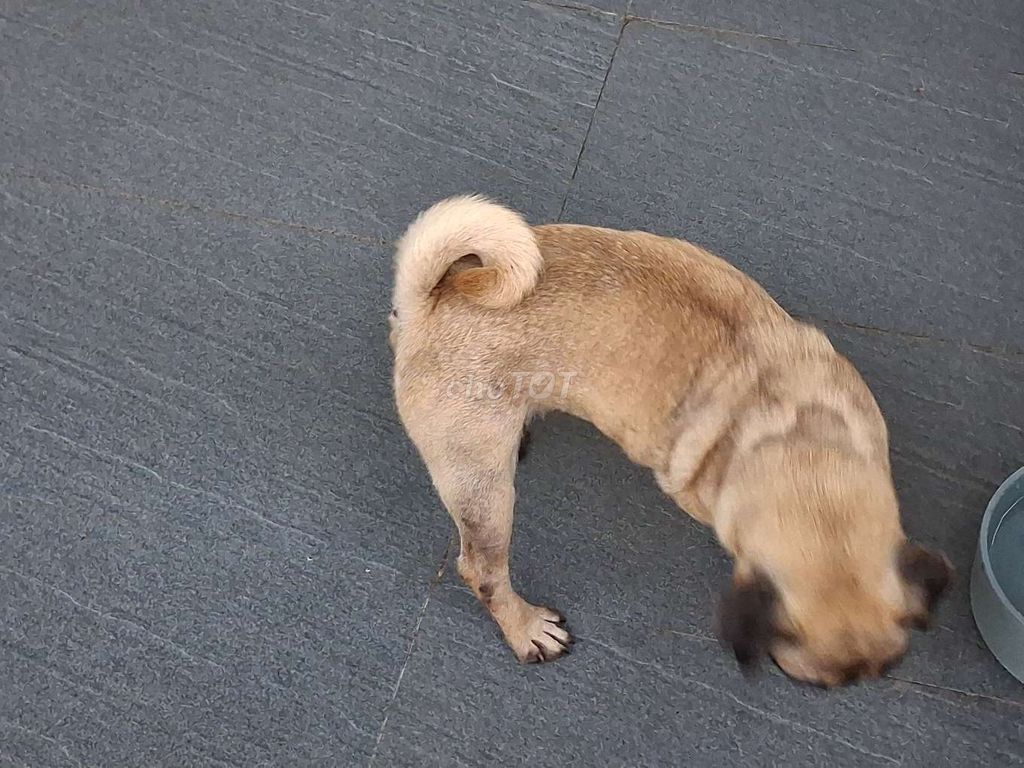 Chó Pug cái nâu vàng. Mua bán Chó tại Thành phố Mỹ Tho Tiền Giang được đăng bởi Nhân Rottweiler  hình 1