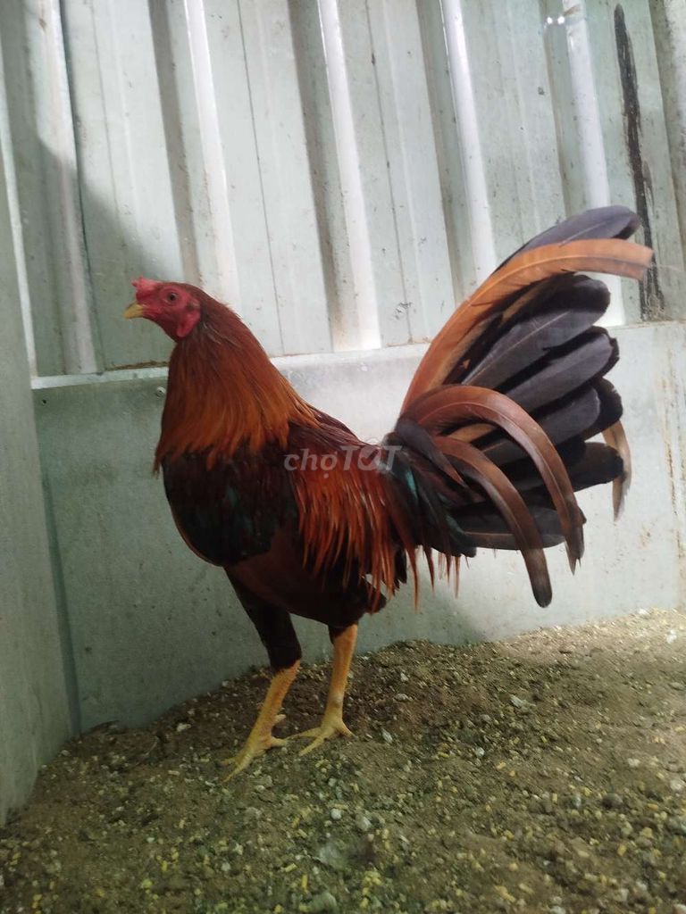 Gà tre khéc mỹ Sweater. Mua bán Gà tại Huyện Chợ Mới An Giang được đăng bởi CH Thú Y Hồng Đạt hình 1