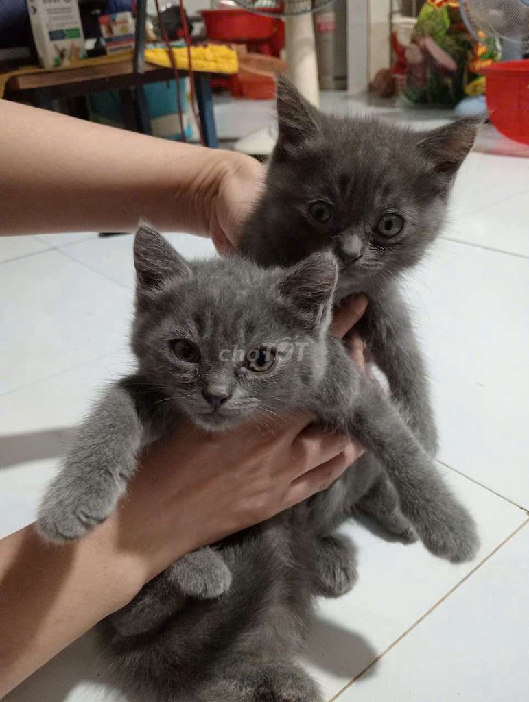 Mèo anh xám bạc