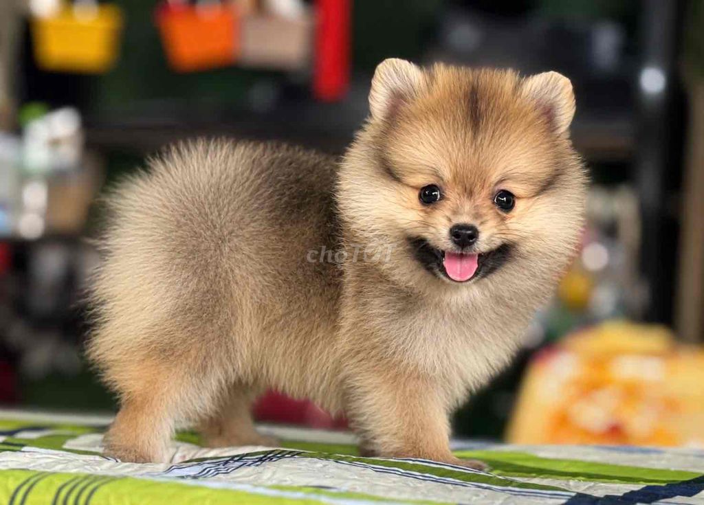 Chó Pomeranian Nâu vàng hơn 2 tháng. Mua bán Chó tại Quận Bình Tân Tp Hồ Chí Minh được đăng bởi Thơm Nguyễn  hình 1