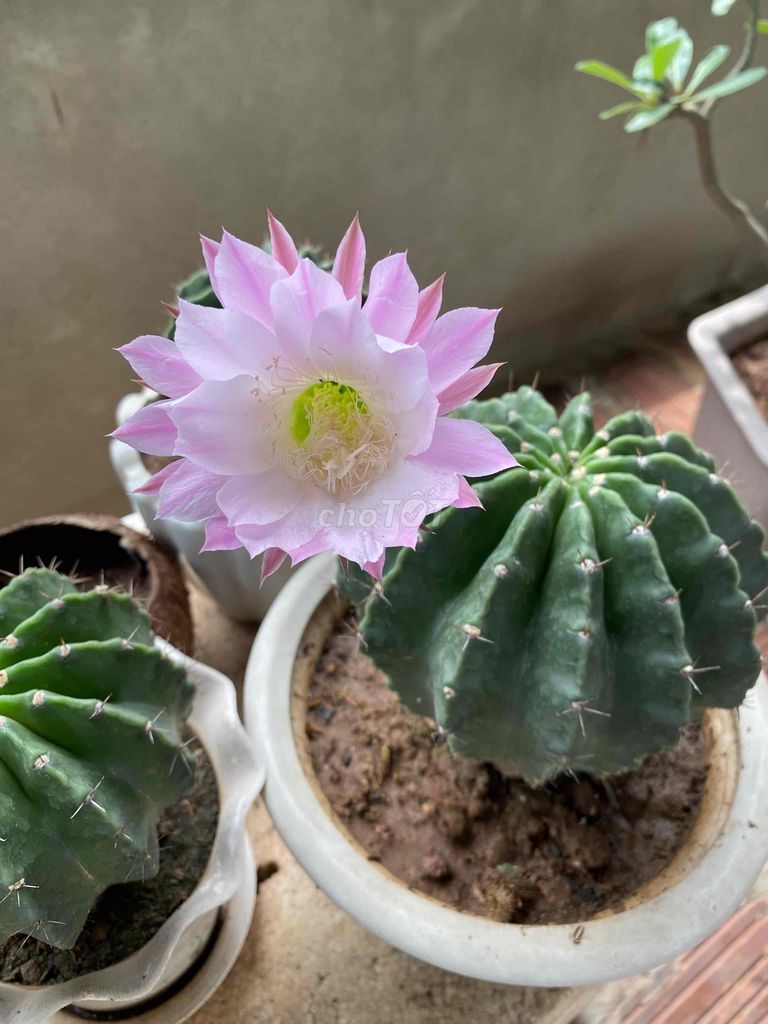 Xương rồng hoa Hồng nhạt. Mua bán Cây cảnh, đồ trang trí tại Huyện Đông Anh Hà Nội được đăng bởi Bảo Trâm  hình 1