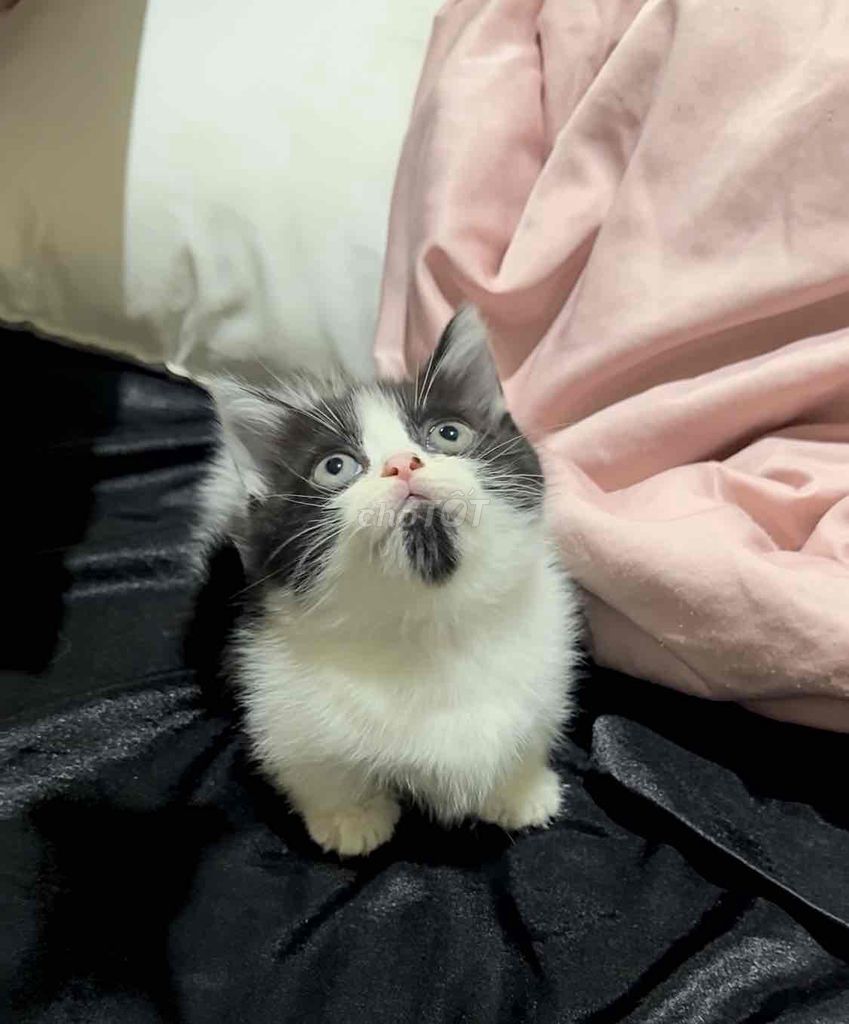 Bán bé mèo anh Chân Ngắn. Mua bán Mèo tại Quận Tân Phú Tp Hồ Chí Minh được đăng bởi Nguyễn Võ Hoàng Minh hình 3