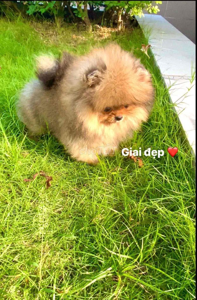 Pom đực cam mini siêu cute. Mua bán Chó tại Quận 7 Tp Hồ Chí Minh được đăng bởi Tạ Duy Lâm hình 2