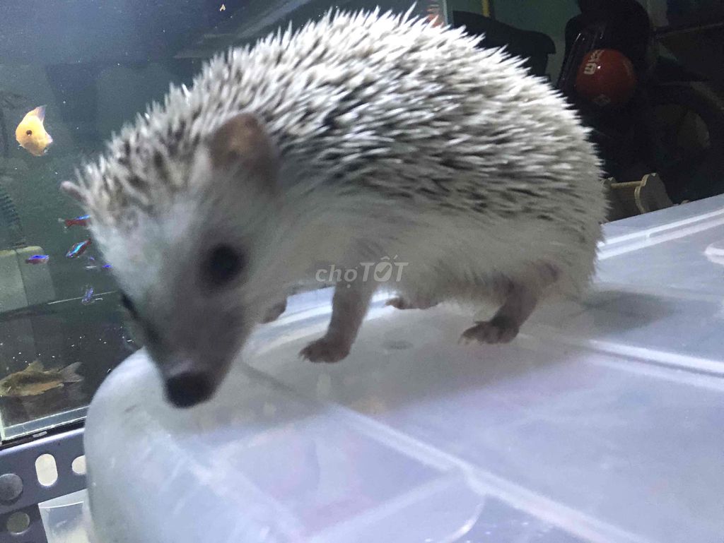 nhím kiểng. Mua bán Thú cưng khác tại Huyện Hóc Môn Tp Hồ Chí Minh được đăng bởi Tuyết Sương hình 1