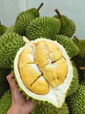 Sầu riêng Ri6. Mua bán Đồ ăn, thực phẩm và các loại khác tại Quận Ninh Kiều Cần Thơ được đăng bởi Bảo Nguyễn