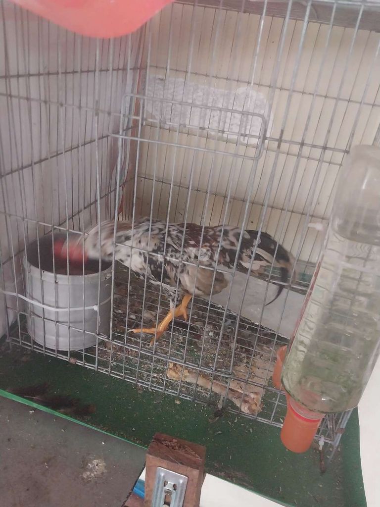Gà cảnh trống 4 tháng tuổi. Mua bán Gà tại Thị xã Tân Uyên Bình Dương được đăng bởi Lượng Nguyễn hình 1