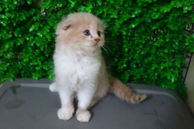 Mèo Anh tai cụp đực hồng phấn