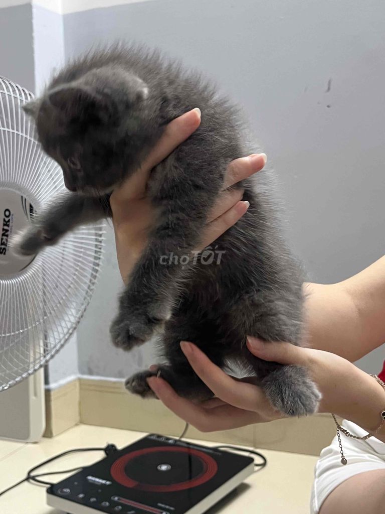 Mèo ALN Xám Mèo con. Mua bán Mèo tại Quận Bình Tân Tp Hồ Chí Minh được đăng bởi Hòa Thành hình 1