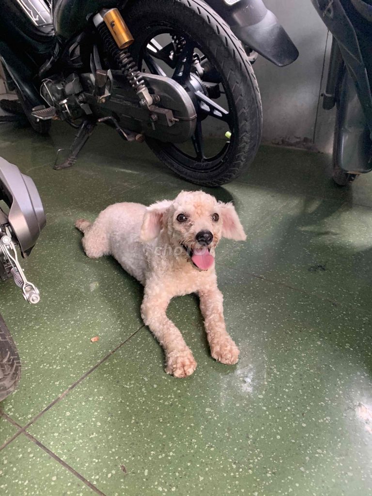 Chó Poodle Cái màu Trắng kem. Mua bán Chó tại Quận Hải An Hải Phòng được đăng bởi Nguyễn Cương hình 1