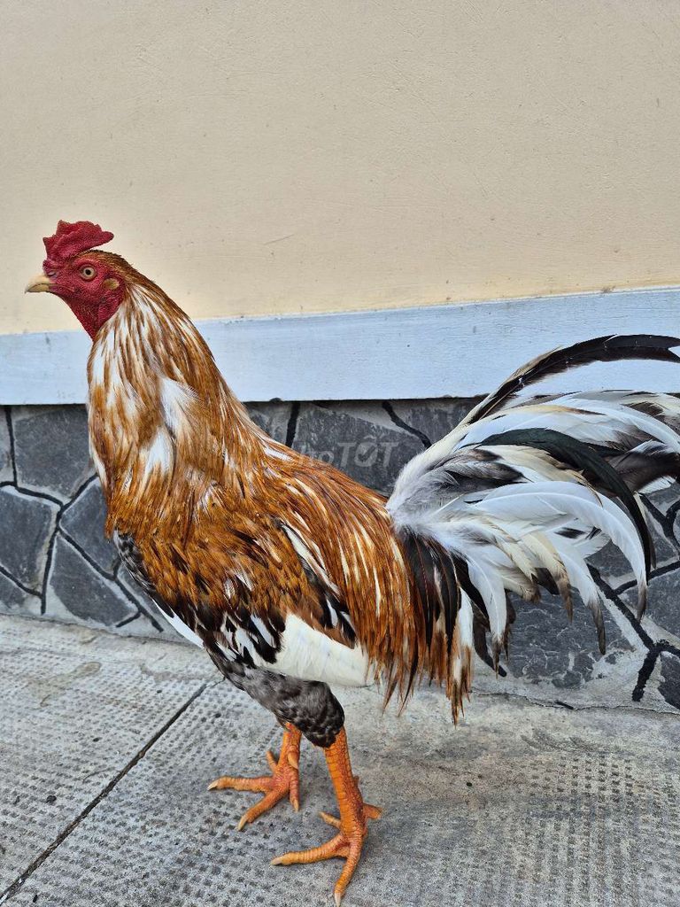 Gà Lửa đực 3.3kg. Mua bán Gà tại Thị xã Bình Minh Vĩnh Long được đăng bởi VanSang mai hình 1
